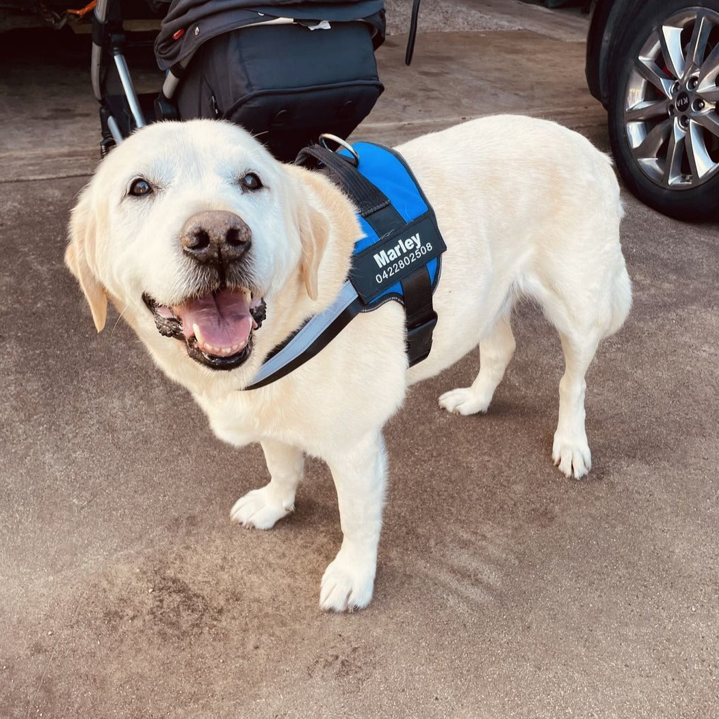 Pawbb™ Ultimate Personalized No Pull Dog Harness