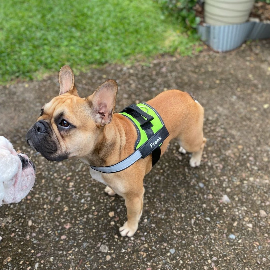 Pawbb™ Ultimate Personalized No Pull Dog Harness