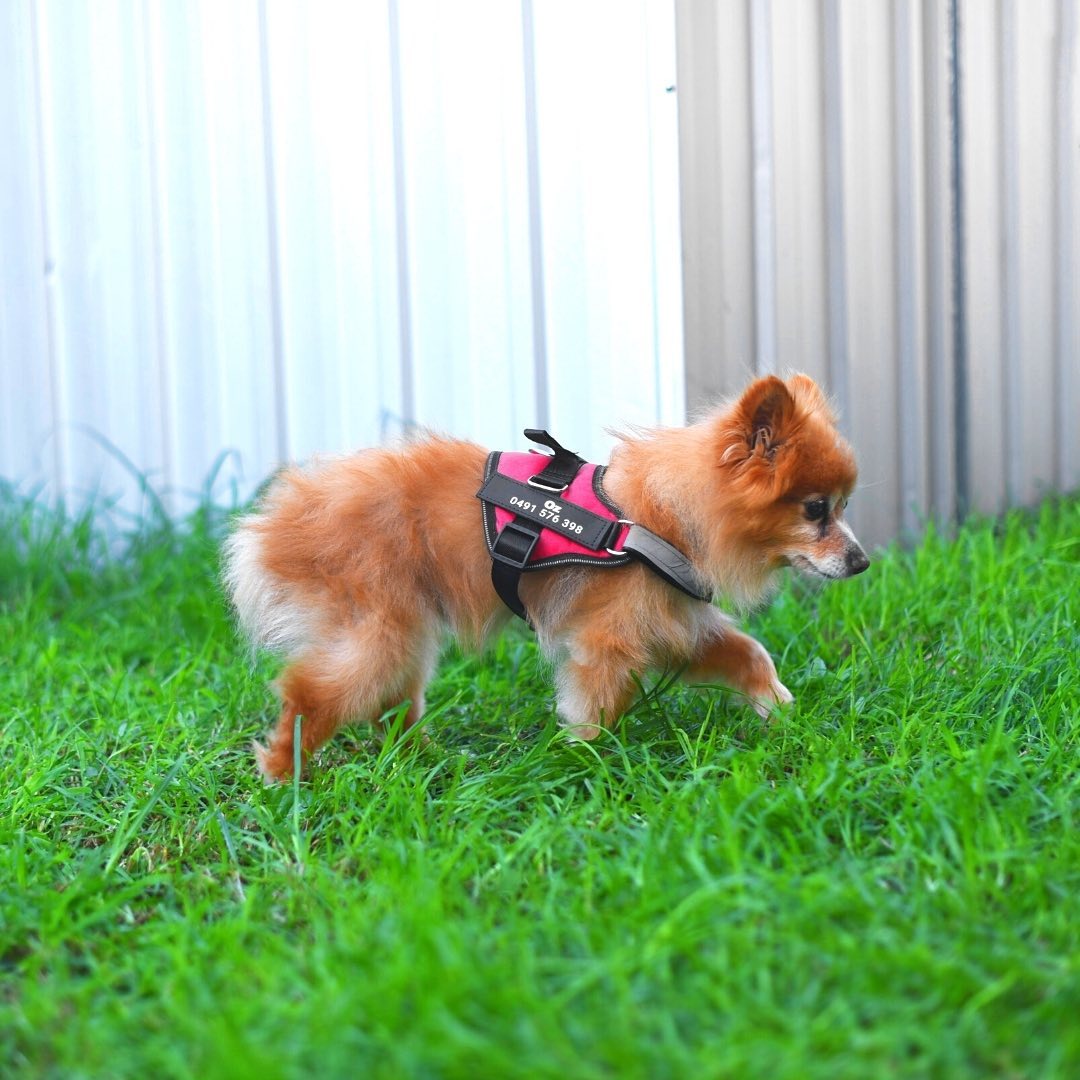 Pawbb™ Ultimate Personalized No Pull Dog Harness
