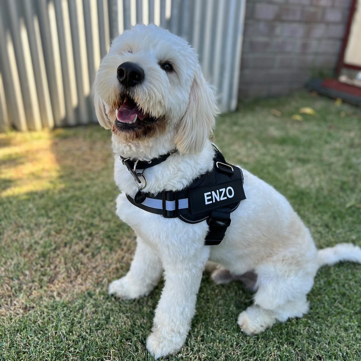 Pawbb™ Ultimate Personalized No Pull Dog Harness