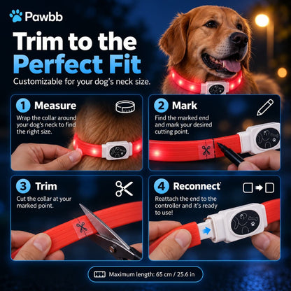 LED Night-Walk Safety Collar