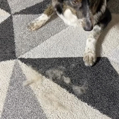 Pawbb™ 3 in 1 Magic Brush